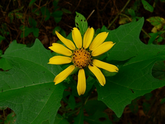 {Smallanthus uvedalia}